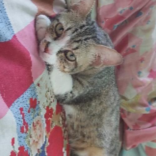 สมาชิกหมายเลข 7734300