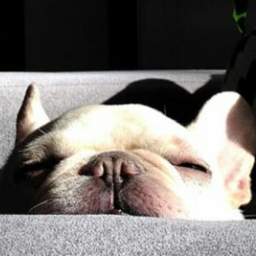 สมาชิกหมายเลข 2353729