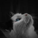 สมาชิกหมายเลข 2598016