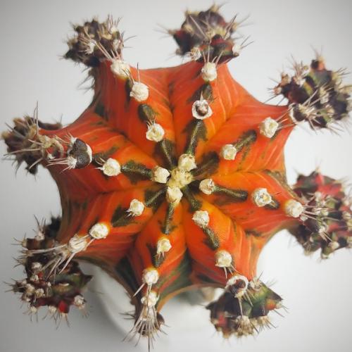 กระบองเพชรเป็นไม้น้ำ