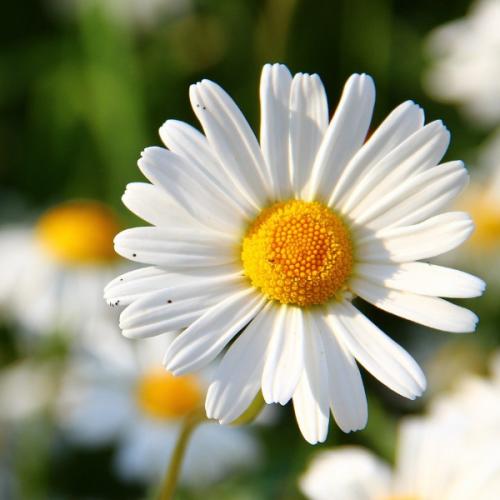 สมาชิกหมายเลข 4612849