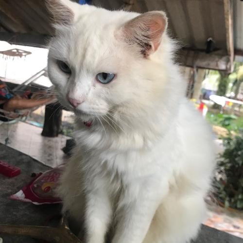 สมาชิกหมายเลข 8295343