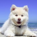 สมาชิกหมายเลข 4106379