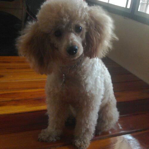 สมาชิกหมายเลข 4880050