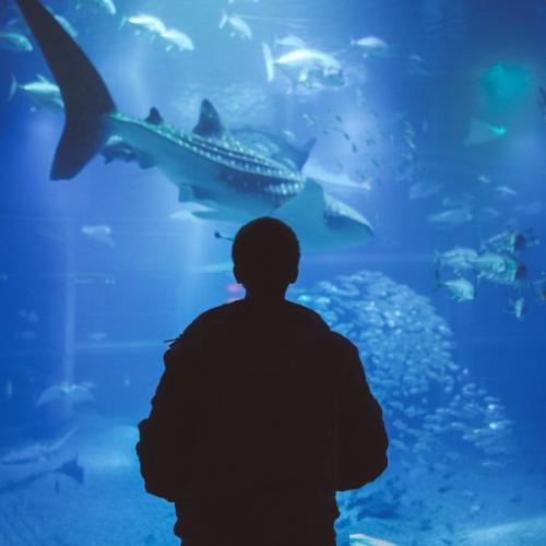 หมี่ชิ้นสดตับริ้ว