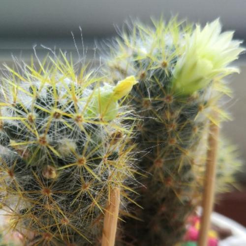 สมาชิกหมายเลข 2045165