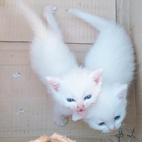 สมาชิกหมายเลข 3137947