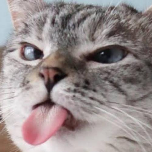 สมาชิกหมายเลข 6190303