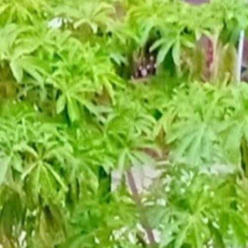 สมาชิกหมายเลข 4328899