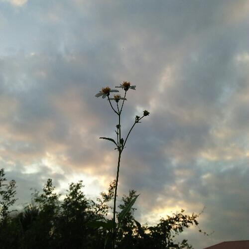 สมาชิกหมายเลข 4540589