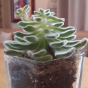 สมาชิกหมายเลข 5260046