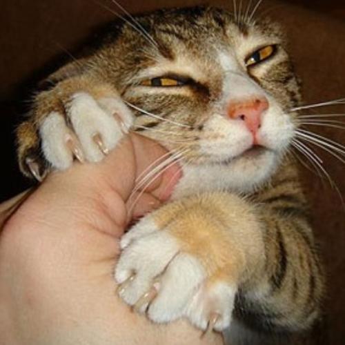 สมาชิกหมายเลข 5572240