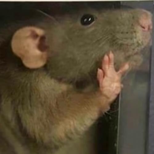 สมาชิกหมายเลข 6297260