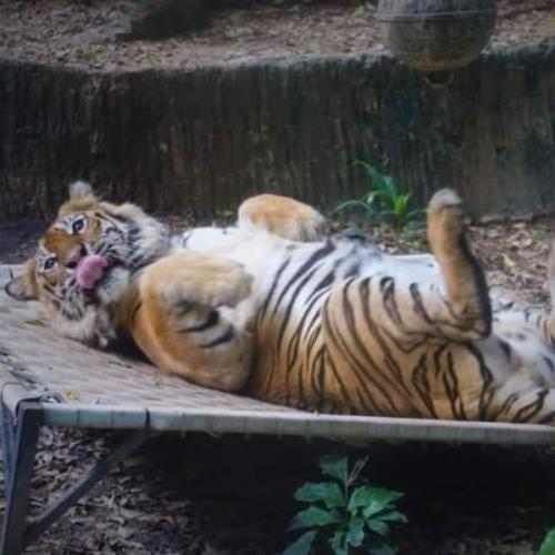 สมาชิกหมายเลข 2739169