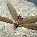 เม่าปีกเปียก