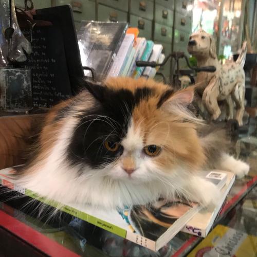 สมาชิกหมายเลข 2362060