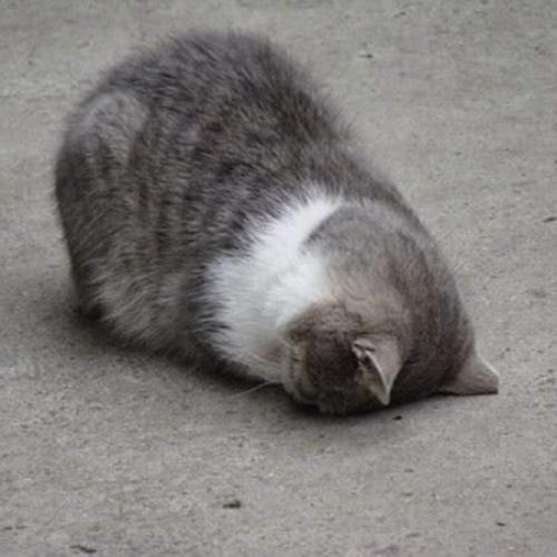 สมาชิกหมายเลข 5642259