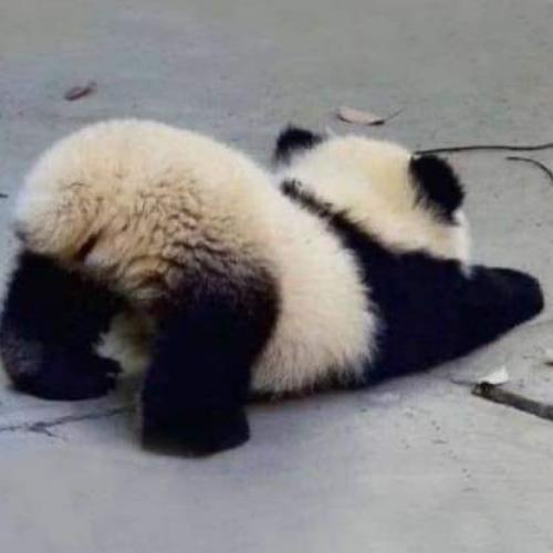 สมาชิกหมายเลข 5717186