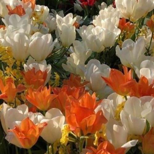 สมาชิกหมายเลข 6297638