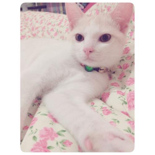 สมาชิกหมายเลข 1450825