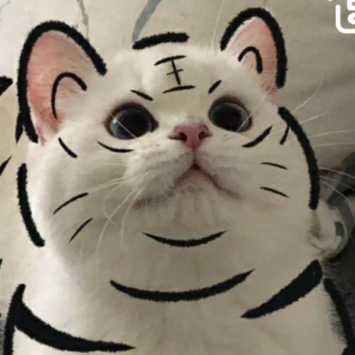 สมาชิกหมายเลข 6915757