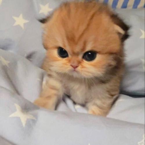 สมาชิกหมายเลข 7597090