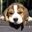 สมาชิกหมายเลข 4111990