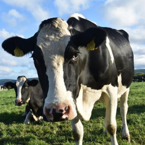 สมาชิกหมายเลข 4800779