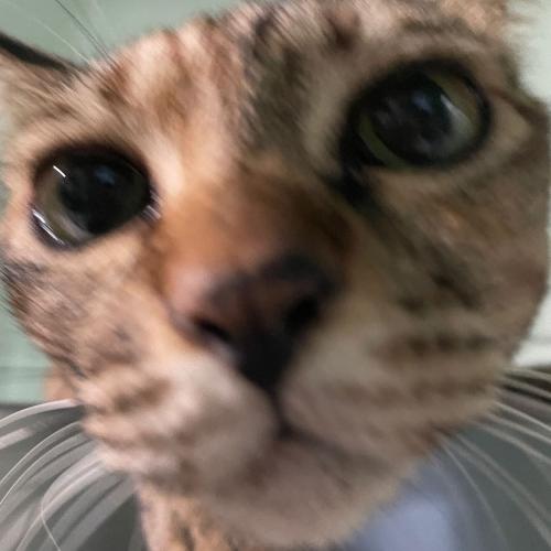 ทาสรักแมว