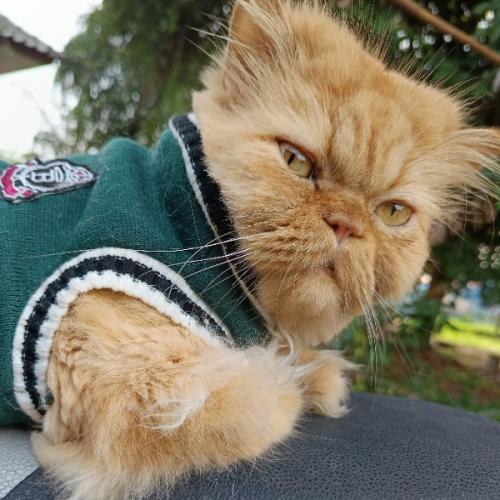 สมาชิกหมายเลข 7498727