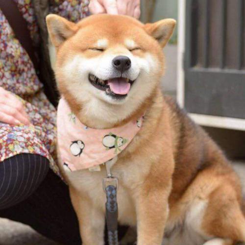 สมาชิกหมายเลข 4377811