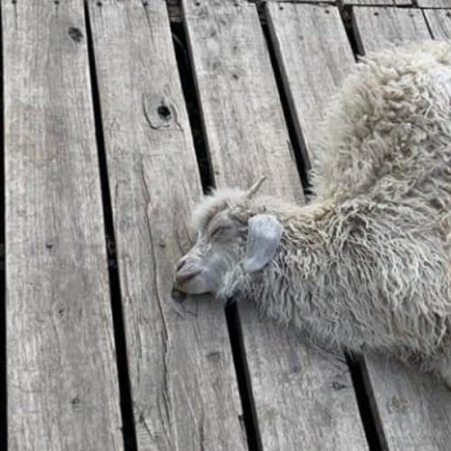 สมาชิกหมายเลข 1946534