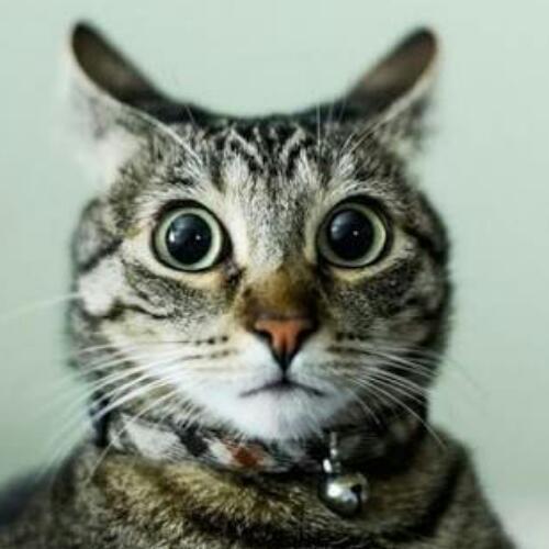 สมาชิกหมายเลข 4541849