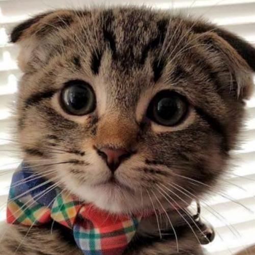 สามหมอก