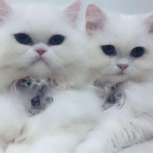 สมาชิกหมายเลข 4497490