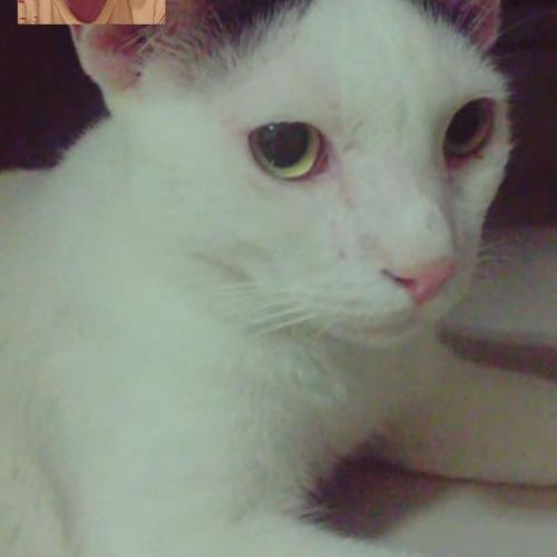 สมาชิกหมายเลข 4882194