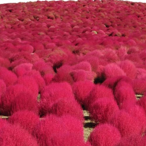 สมาชิกหมายเลข 1964488