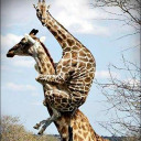 สมาชิกหมายเลข 4542409