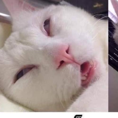 สมาชิกหมายเลข 3445654