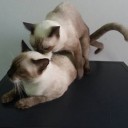 สมาชิกหมายเลข 3651859