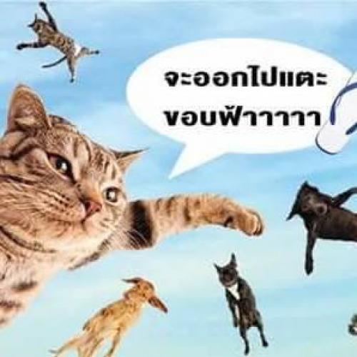 สมาชิกหมายเลข 2757196