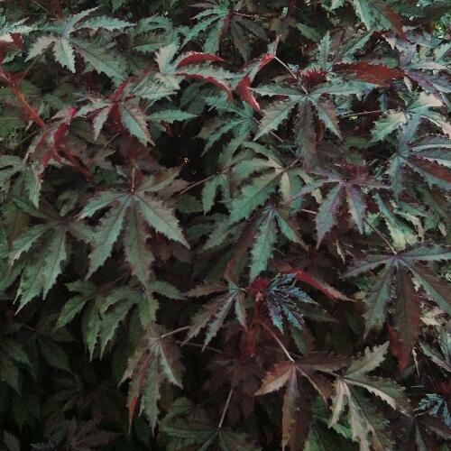 สมาชิกหมายเลข 4654382