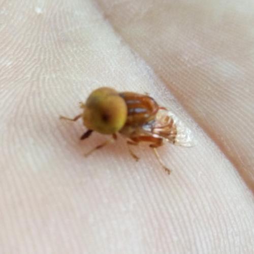 สมาชิกหมายเลข 5720137