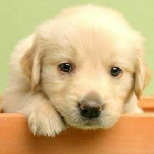 สมาชิกหมายเลข 6301797