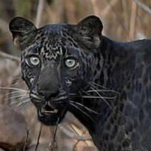 สมาชิกหมายเลข 7743490