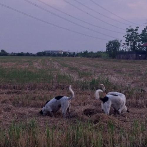 สมาชิกหมายเลข 5258980