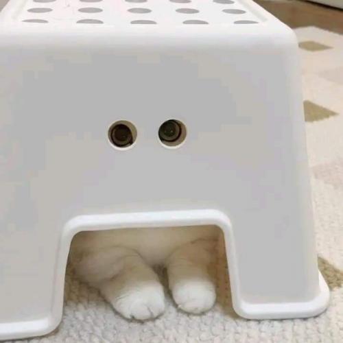 สมาชิกหมายเลข 6811246