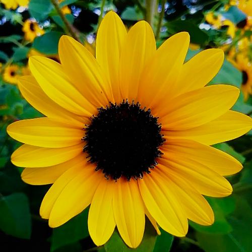 สมาชิกหมายเลข 6301871