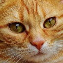 เอวอยู่ที่คอ