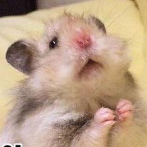 สมาชิกหมายเลข 4086894